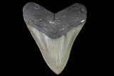 Serrated, Fossil Megalodon Tooth - Hastings, Florida #151818-1